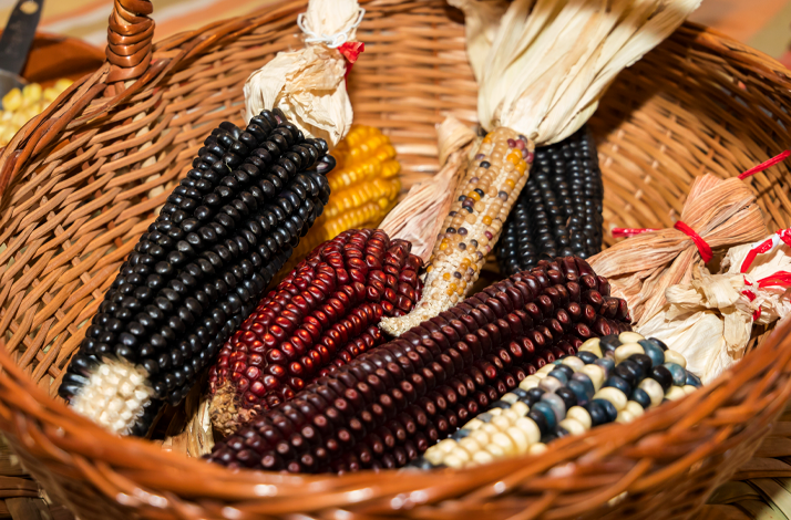 Heirloom corn varieties displaying the foundation of Mexico's tortilla tradition.
