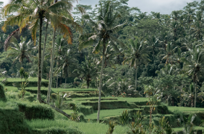 Lush green palm trees overlooking the Jatiluwih Rice Terraces, Bali.