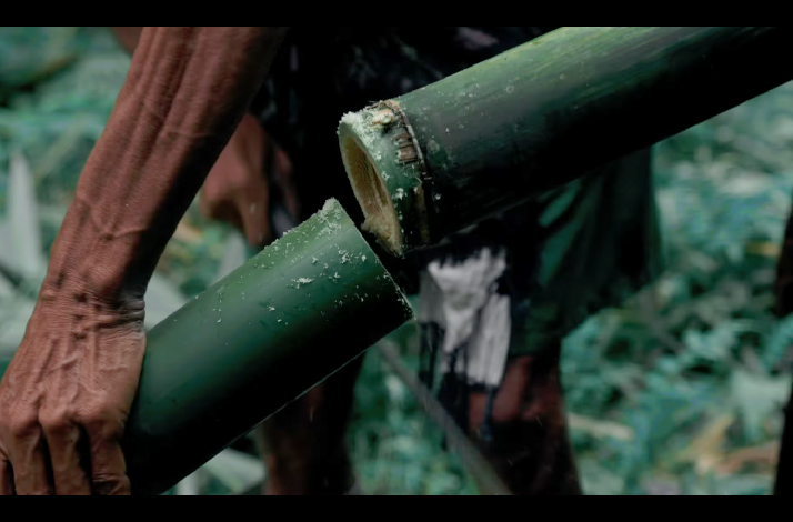 A Balinese local cutting fresh bamboo to create traditional cooking tubes in the forests of Ubud, Bali, Indonesia.