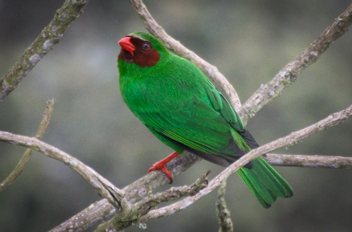 Green Bird standing on a branch in the mountains.