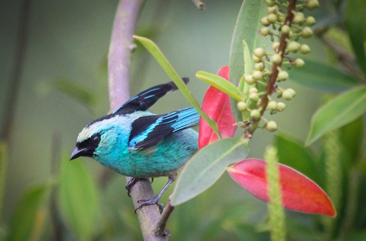 Blue color bird resting on a plant branch.