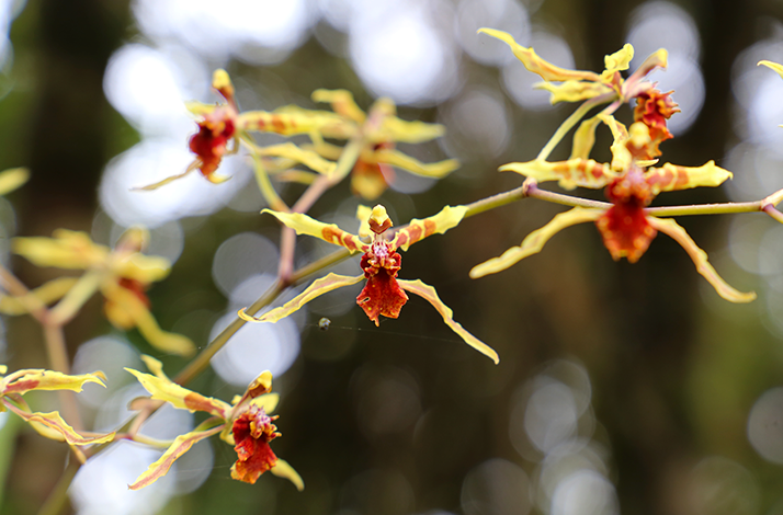Close-up of native orchids with slender yellow and reddish petals blooming against a softly blurred forest background.