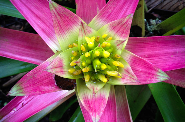 Close-up of a vibrant bromeliad featuring bright pink bracts and clustered yellow-green flowers at its center, surrounded by lush foliage.
