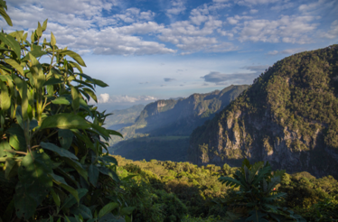 Lush Andean forest landscape with clouds and mountains.
