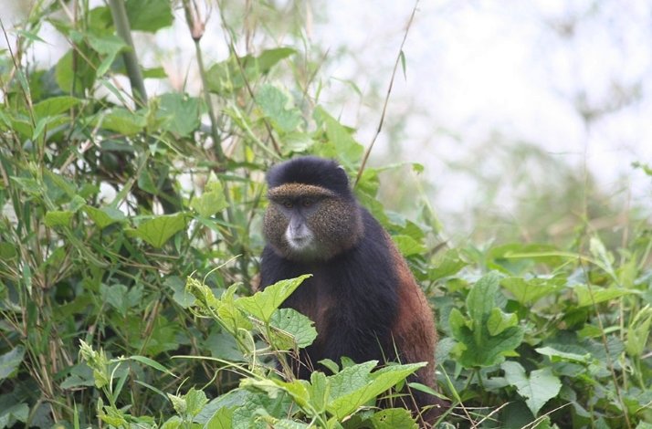 Golden monkey in Mgahinga Gorilla National Park, Uganda.