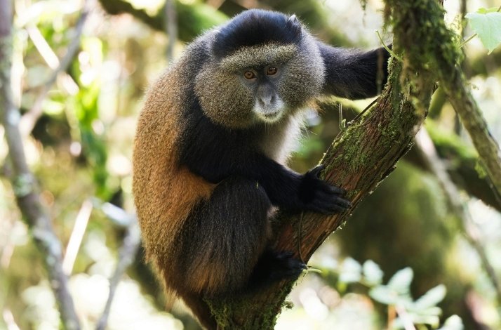Golden monkey on a tree in Mgahinga Gorilla National Park, Uganda.