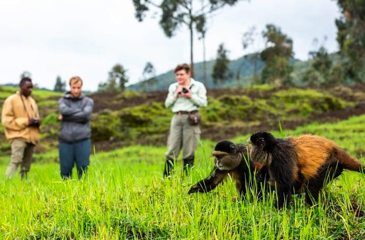 Golden monkey and visitors in Mgahinga Gorilla National Park, Uganda.