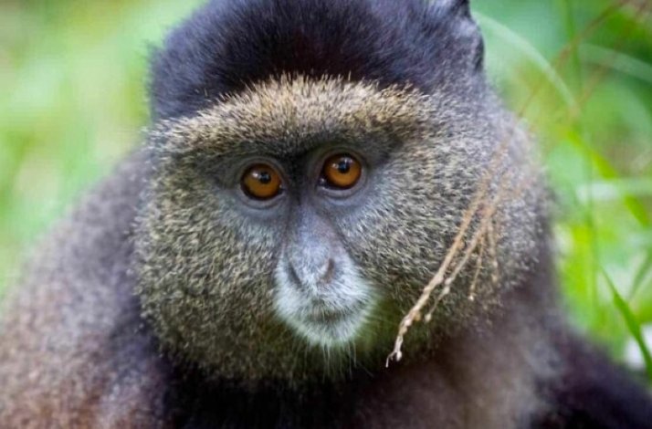 A close shot of a golden monkey in the wild