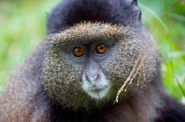 A close shot of a golden monkey in the wild