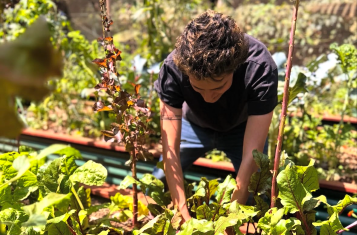 A person tending to leafy green vegetables in a sunlit garden bed.