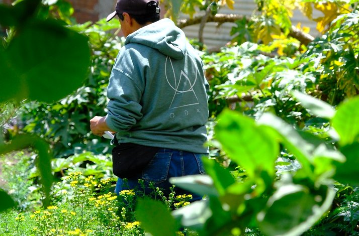 Oda - Harvesting produce in the urban garden — Oda's farm-to-table sourcing