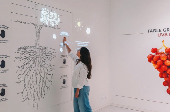 Woman engaging with a lit touch-screen vine anatomy exhibit, illustrating root systems and grape-growing facts in a museum gallery.