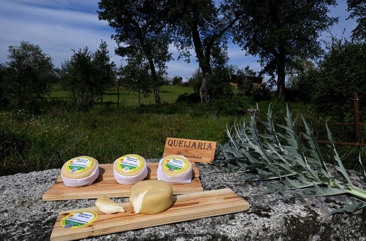 Artisanal cheese wheels from Queijaria dos Lameiras in Vila Franca da Beira, Portugal.