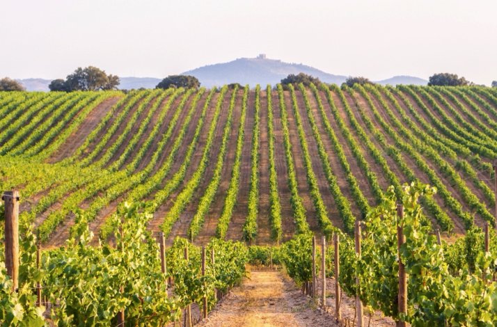 The Quinta do Vale Meão winery site during daylight.