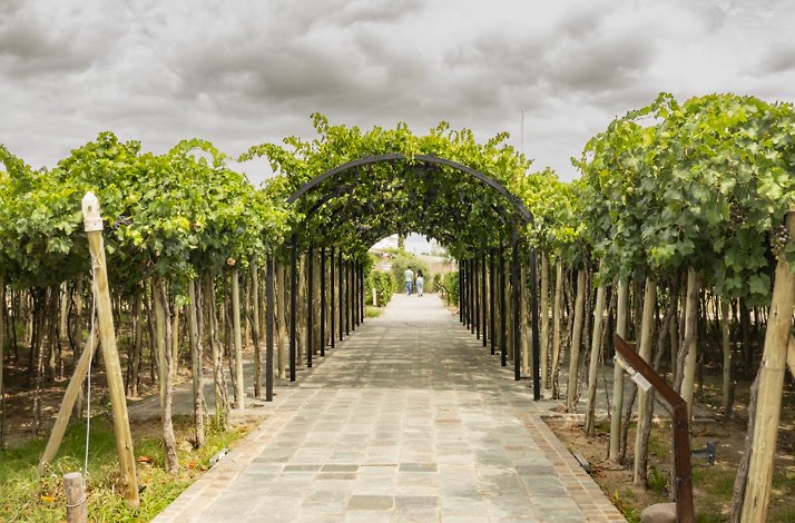Vineyard terrace views at Casa Vigil, Mendoza wine country
