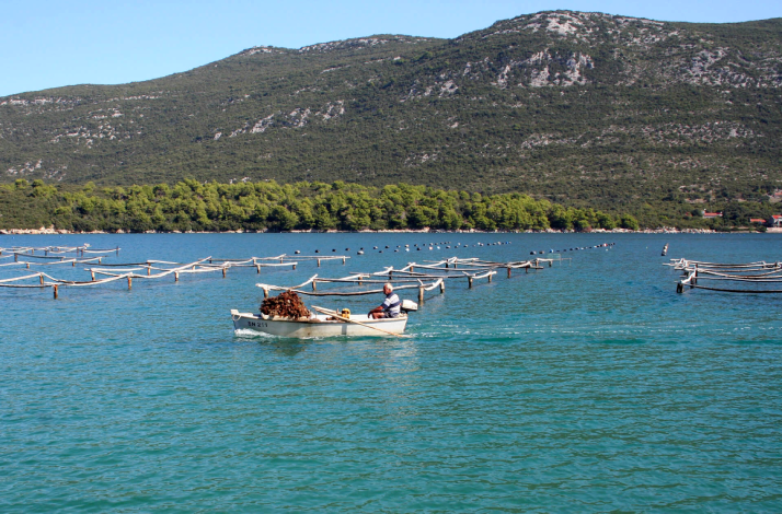 Fisherman in a small boat by oyster farming nets in the Bay of Mali Ston, Pelješac peninsula, Croatia.