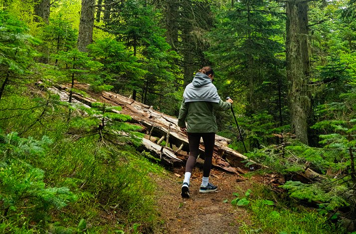 A guest hiking along a forest trail in Uludağ National Park surrounded by tall pine trees.
