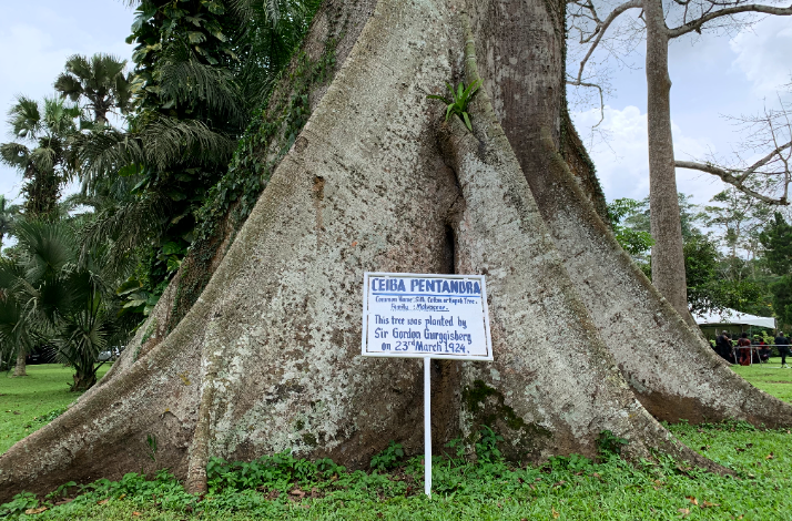The trunk of a Ceiba Pentandra tree planted by Sir Gordon Guggisberg in March 1924 at Aburi Botanical Gardens.