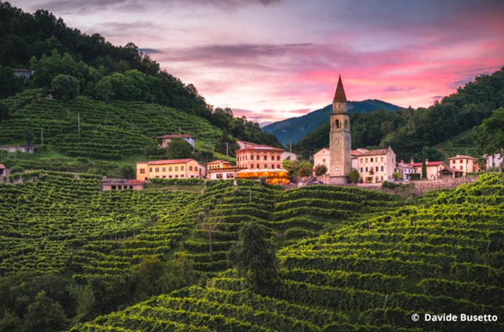 Rolle vineyards in Cison di Valmarino cascading down terraced hillsides at sunset, a stone bell tower and village buildings glowing beneath a pink sky. © Davide Busetto