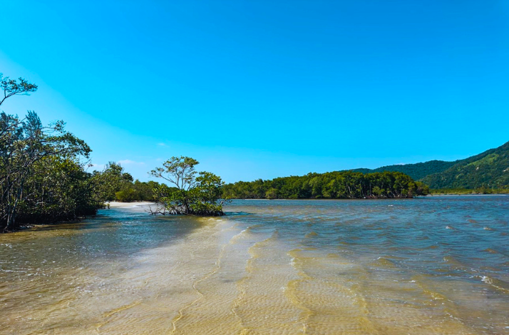 the mangrove beach view