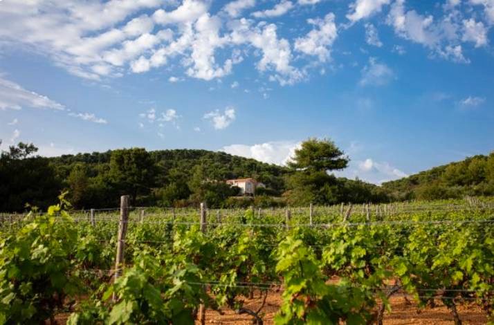 Vineyard landscape under a blue sky near Boškinac on Pag island.