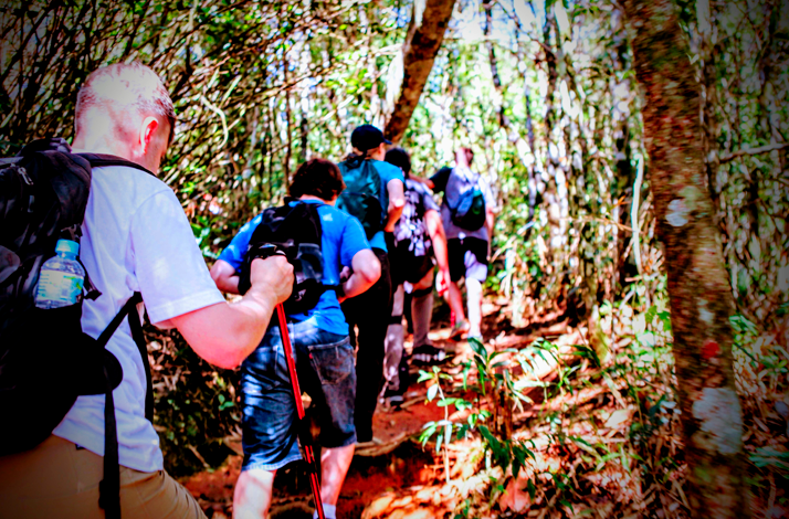 Guided rainforest hike through the Atlantic Forest in Rio de Janeiro.